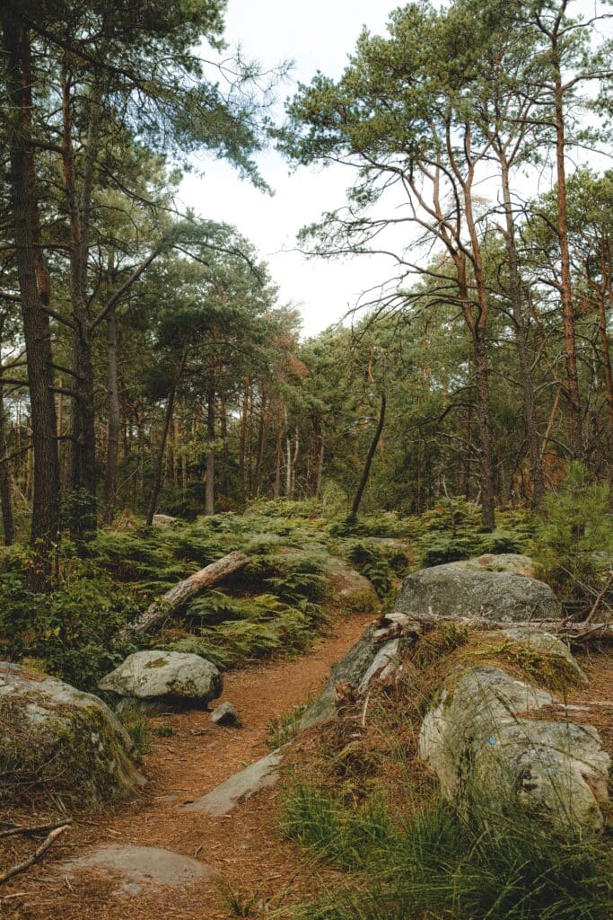 Sentier entre les rochers de grès et les pins en forêt de Fontainebleau